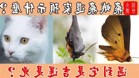 蛾 飛進家裡